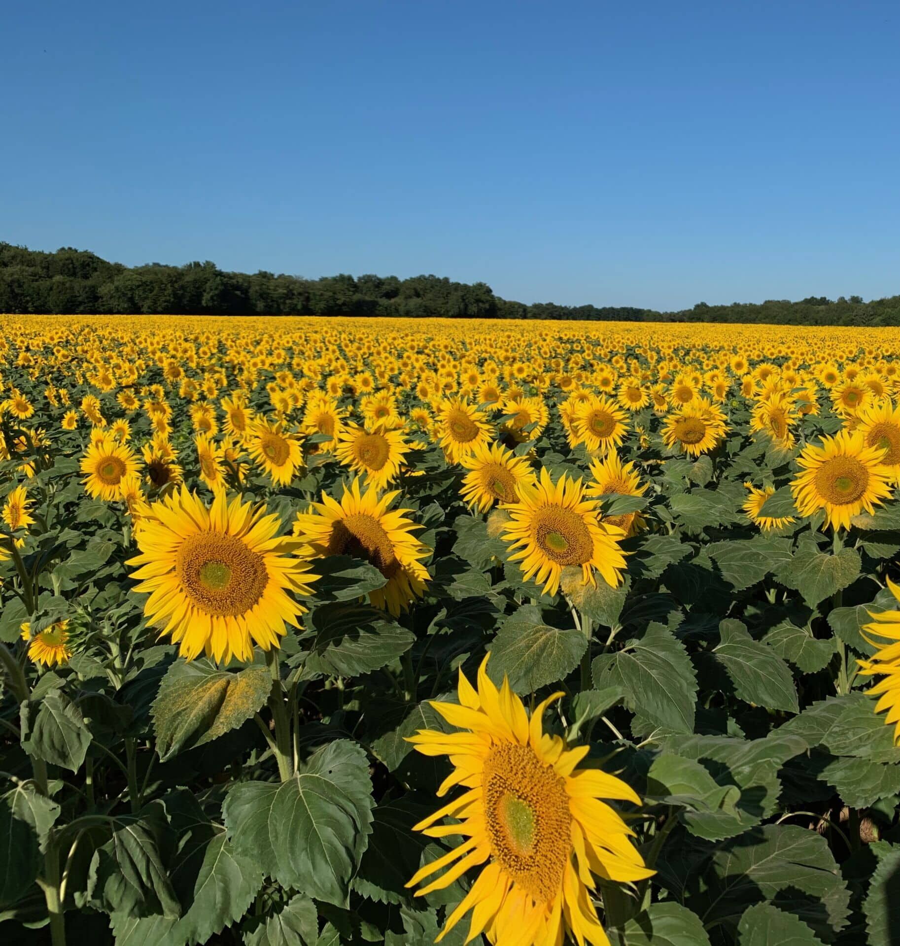 Laudato Si